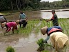Tingkatkan Swasembada Pangan, Babinsa Koramil 422-03/Pesisir Tengah Dampingi Petani Tanam Padi