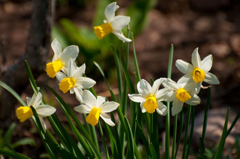 Când se scot bulbii de narcisă? Când se plantează narcisele? SCRIdoc Când se scot bulbii de narcisă? Când se plantează narcisele? SCRIdoc