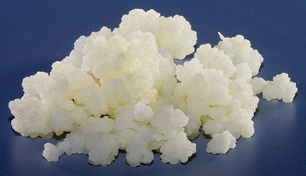 Kefir de Leite Kefir de leite