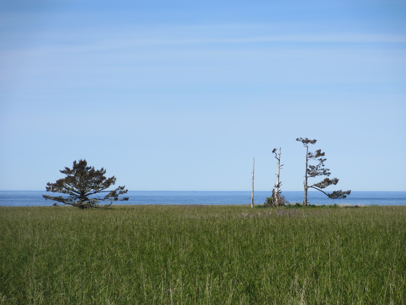 Middleton Island, Gulf of Alaska