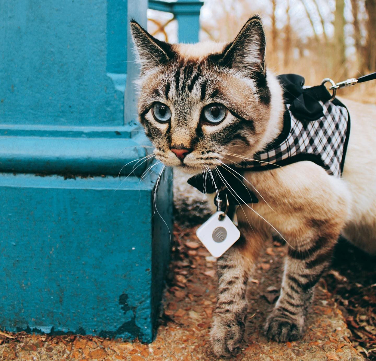 Tile launches affordable Pet Tracker options Australian Cat Lover