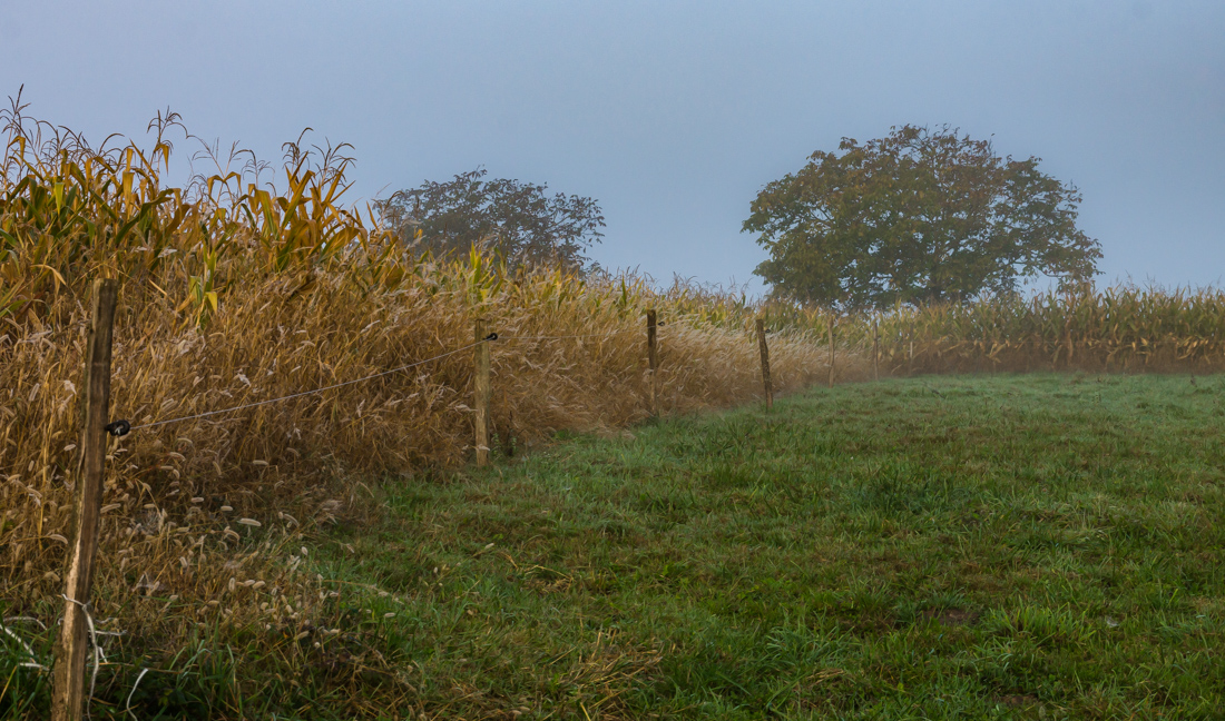 Туман в долине Туман в долине