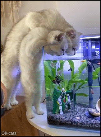 Funny Cat GIF • “C'mon kid, we have to empty the aquarium and then we can have all the fishy.” Funny Cat GIF • “C'mon kid, we have to empty the aquarium and then we can have all the fishy.”