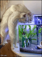 Funny Cat GIF • “C'mon kid, we have to empty the aquarium and then we can have all the fishy.”