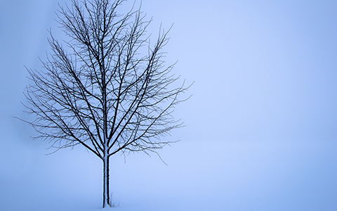 Winter damage occurs on unprotected trees due to winter wind