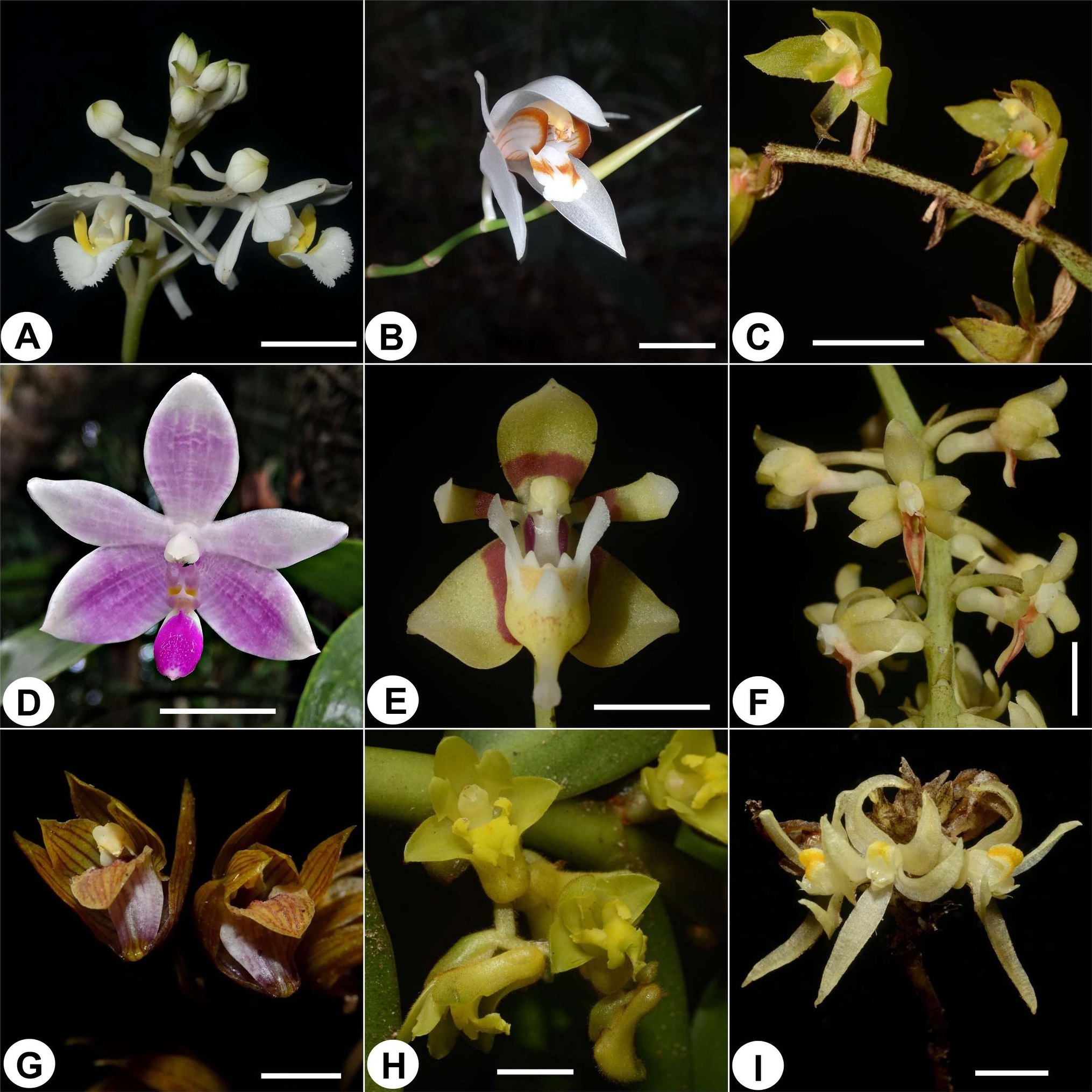 Species New To Science Botany 2020 Wild Orchid Diversity Of Highland Forest In The Heart Of Borneo Long Banga And Tama Abu Sarawak