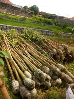 Jual Tabebuya Daun Lebar Pink Rosea