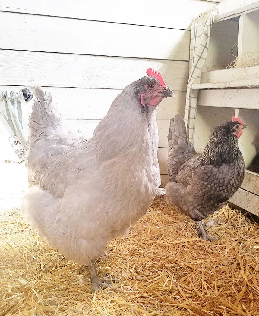 Three Secrets to a Clean Chicken Coop Fresh Eggs Daily® with Lisa Steele