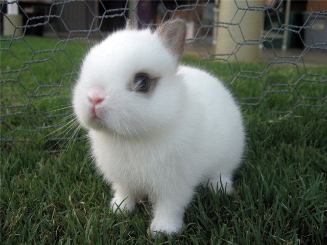 Rabbit angora fur wool tied torture peta ripped stretched horrifying creates trade its so abuse used jumper graphic christmas animal Monkey Queen: Hare-the forth one of the twelve Chinese zodiac signs