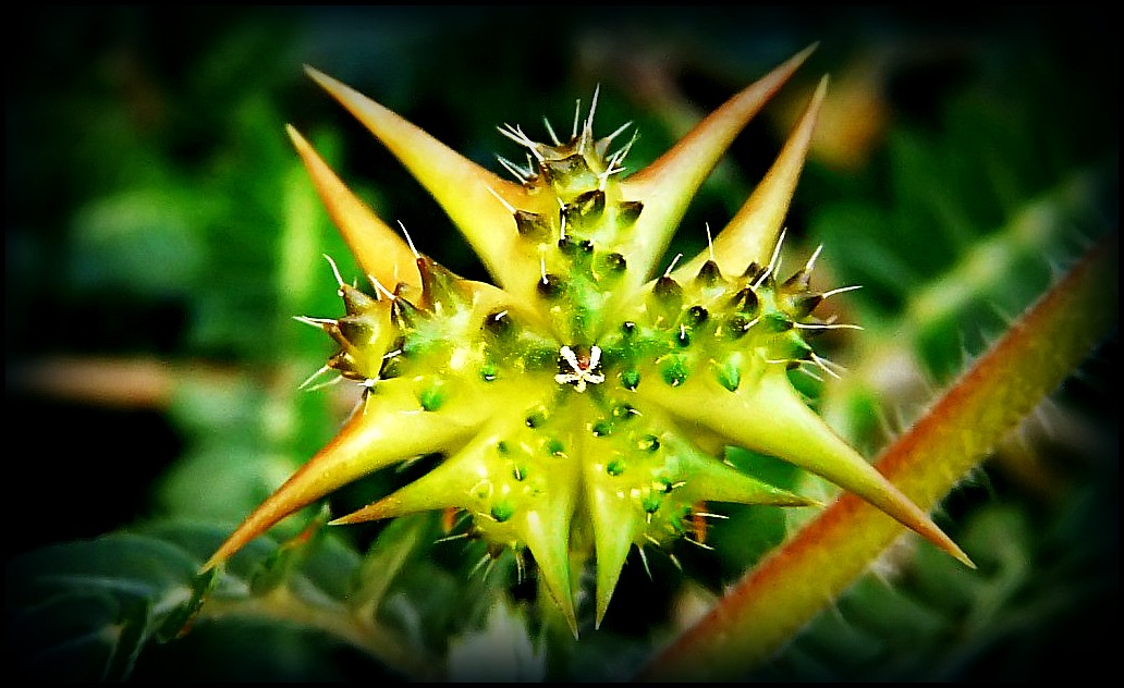 Tribulus terrestris