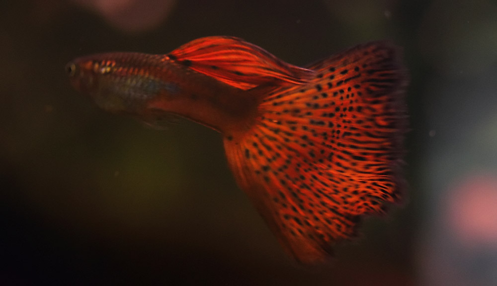 Planete Guppy: Guppy - Grass