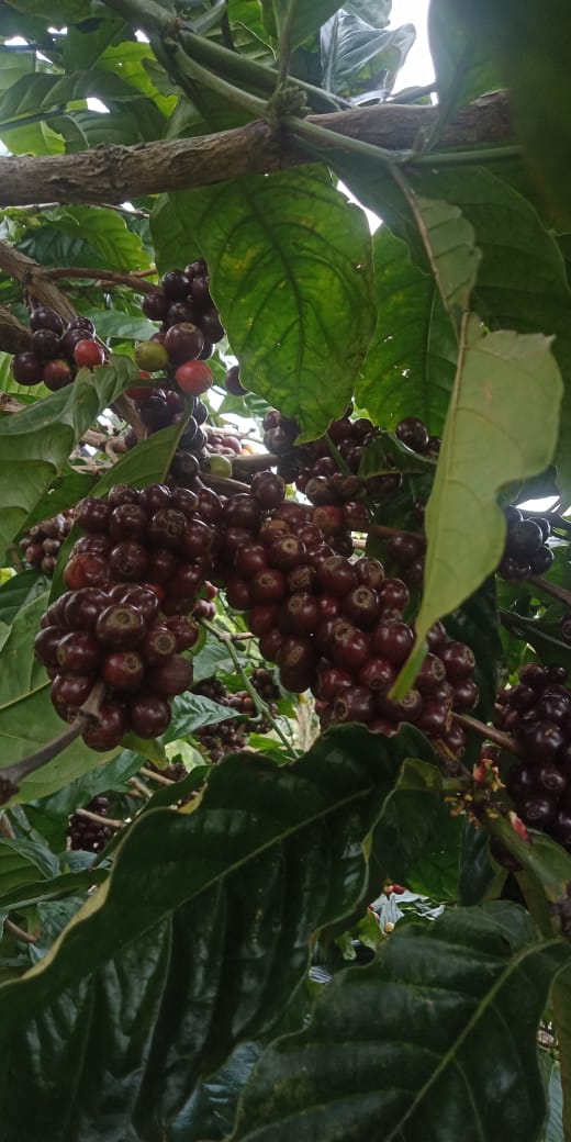 Curug Coffee, Kopi Robusta Lampung Dari Kebun Rakyat Tanggamus
