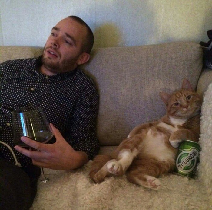 Mann mit Bier und Katze auf der Couch