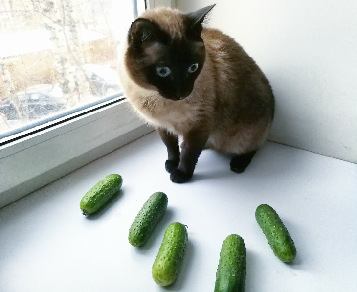 Cucumber prank on cats store