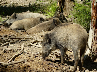Wildschweine in der Grünwalder Sauschütt