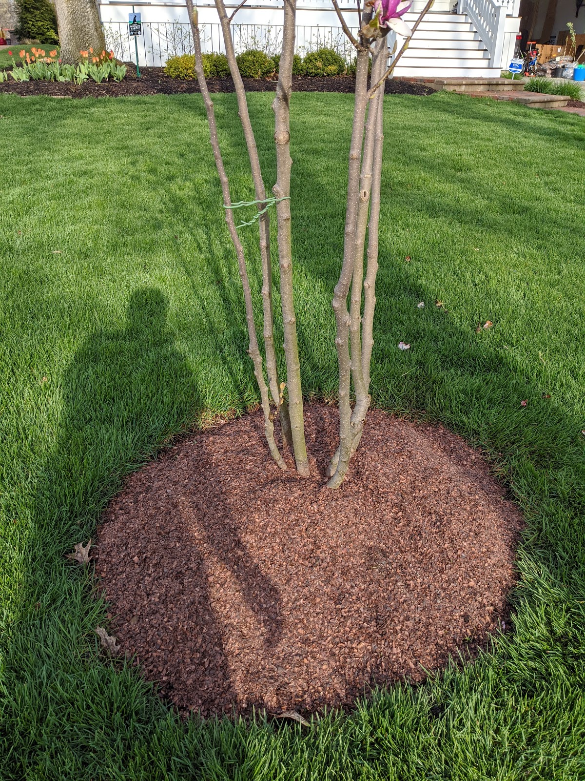 Before/After Cocoa Bean Shell Mulch Around Saucer Magnolia Tree