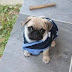 10 Reasons Why You Should Cuddle Your Pug More Often