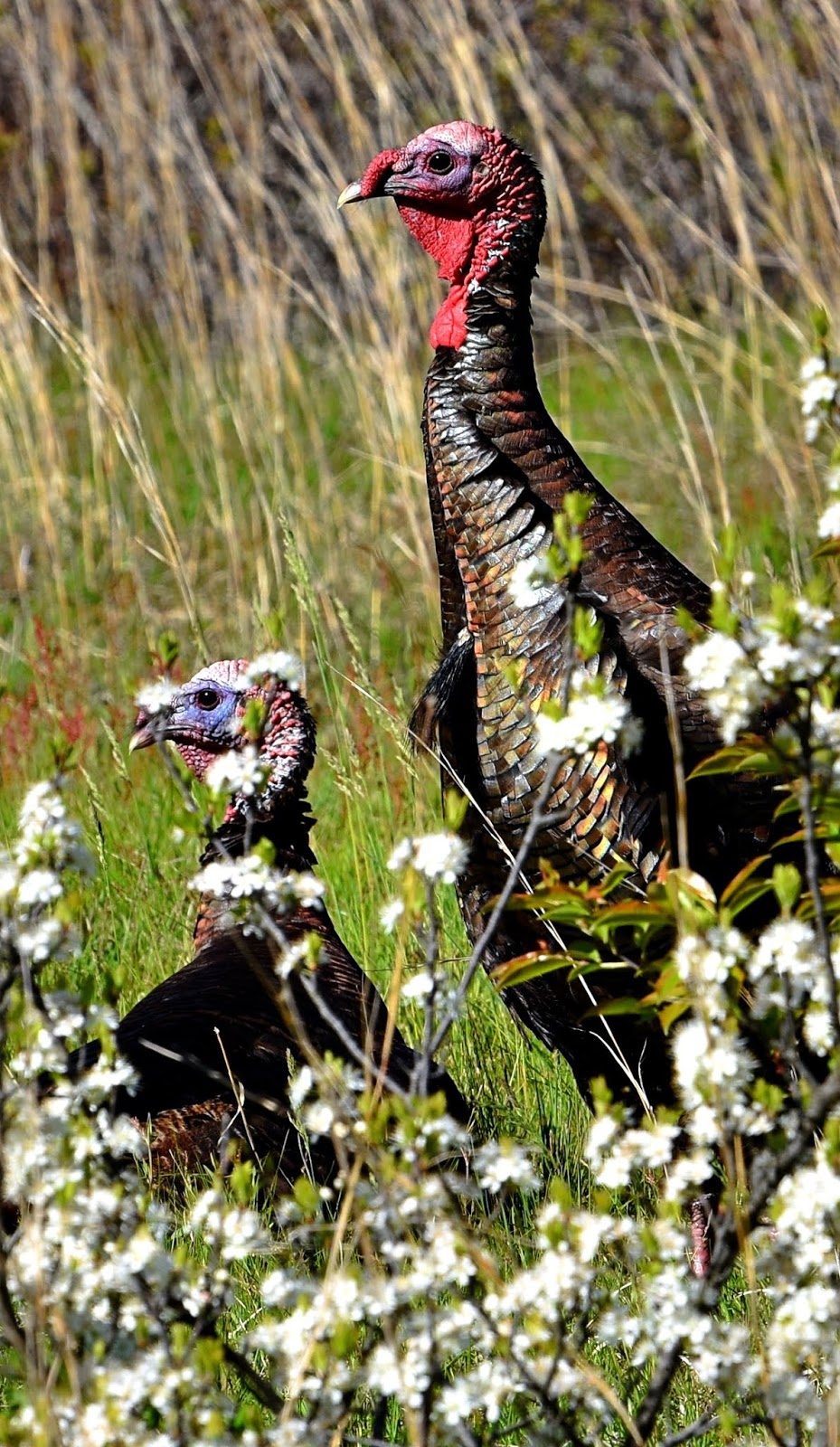 Den'sphotogallery Wild turkey portfolio