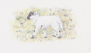 Lost Lamb