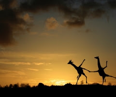 funny sunset desktop pictures. ~ Funny Picture