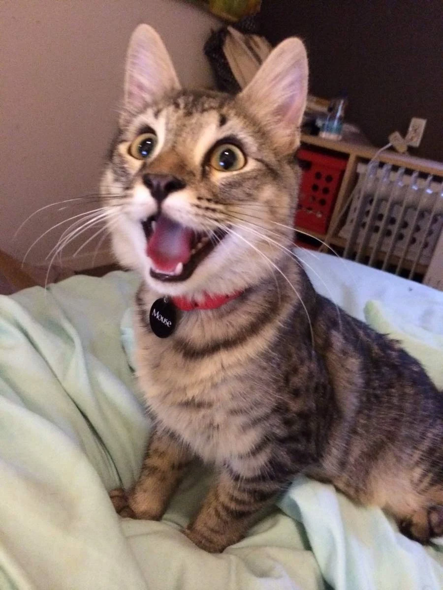 Sharing Funny cats - part 201 (40 pics + 10 gifs) Love ~ I Love Funny ...