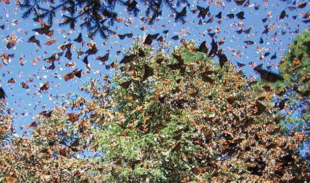 These 20 Unbelievable Pictures Might Look Like An Illusion But They Are Absolutely Real - Monarch Butterfly Migration