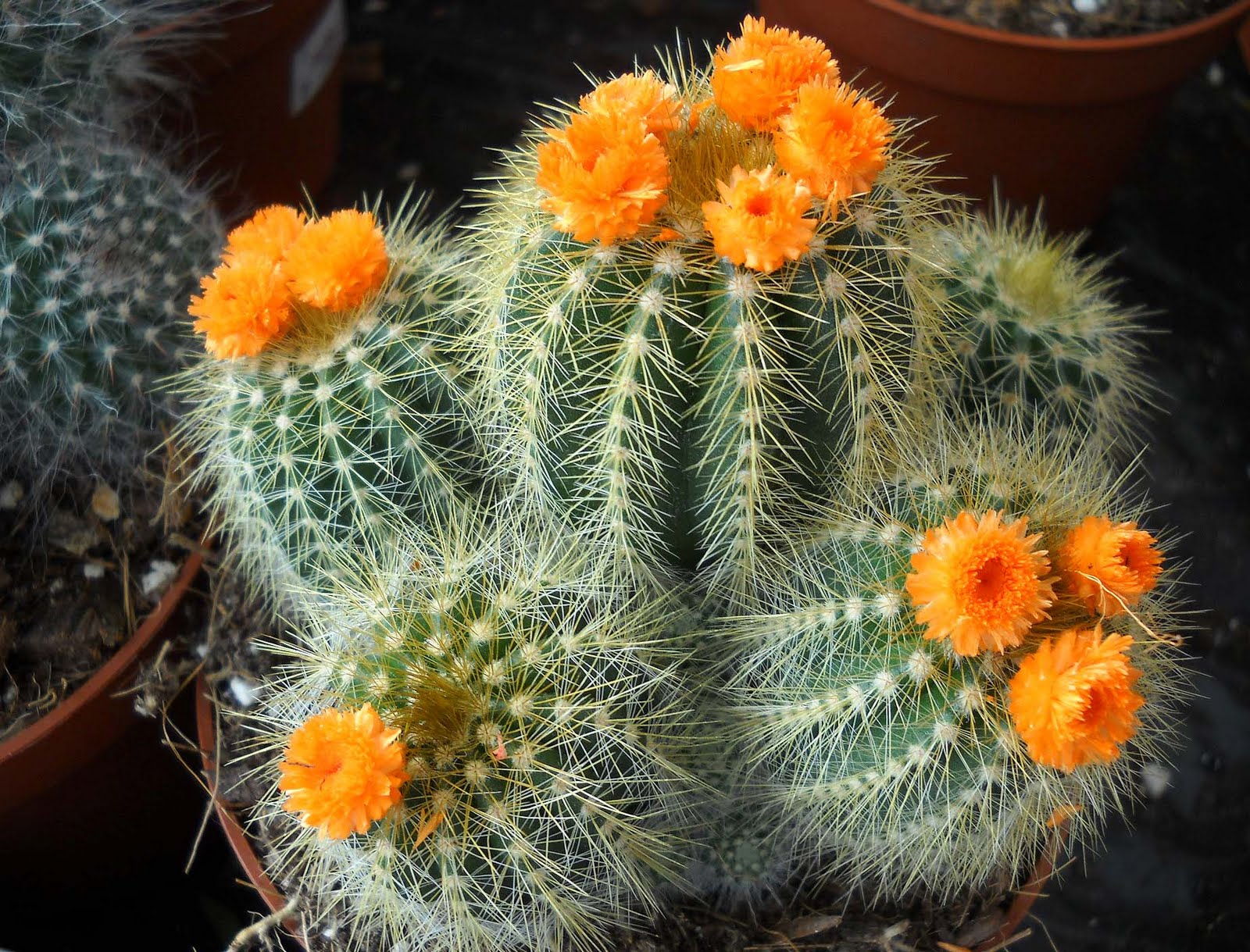 My Nature Photography Cactus in Bloom