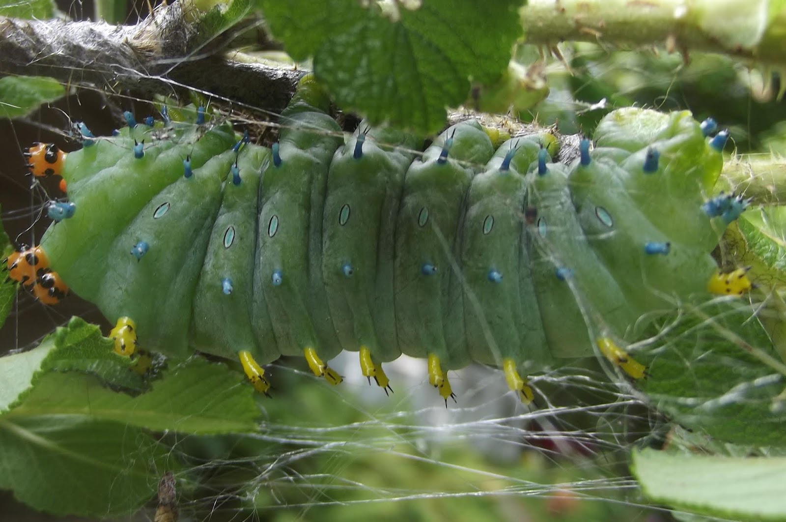 In The Garden Cecropia caterpillar