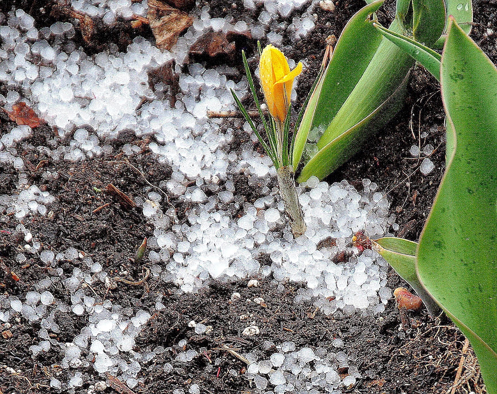 Camera on King & Aurora Snow pellets? Soft hail? No...it's GRAUPEL.