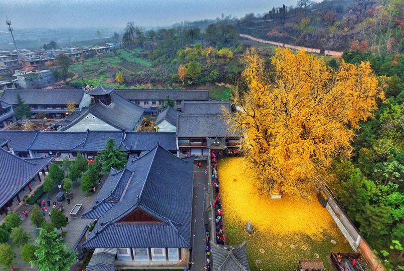 The Carpet of Golden Leaves Under The 1,400-Year-Old Chinese Ginkgo Tree