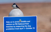 This Tree Swallow is asking for protection – PEI National Park, PEI – May 20, 2017 – by Matt Beardsley