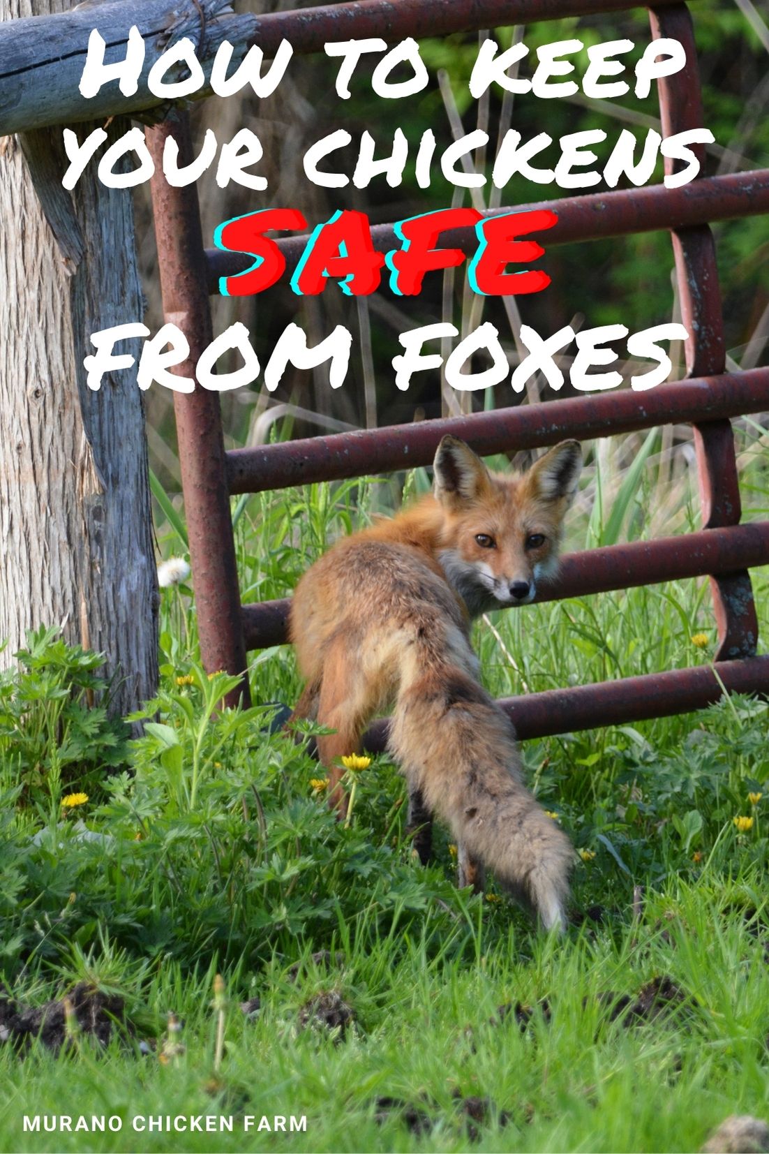 Fox Proof Chicken Run Ideas at Robert Mook blog