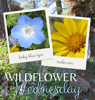 #wildflowerwednesday