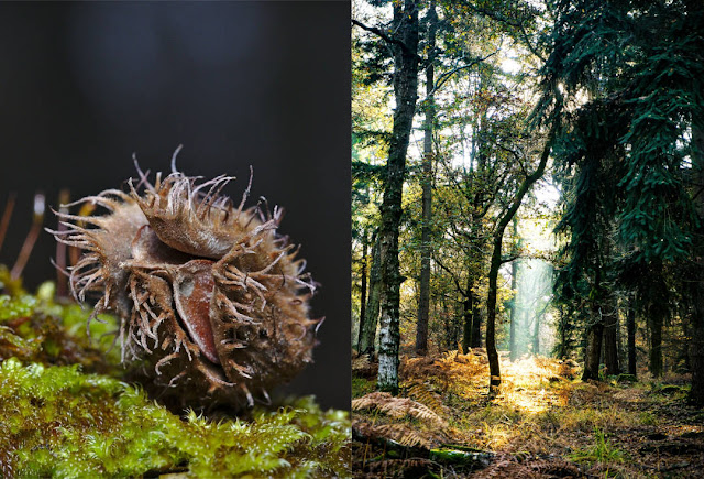 Der Herbstwald deckt den Tisch, beispielsweise mit Pilzen, Esskastanien, Bucheckern und Wildkräuten.