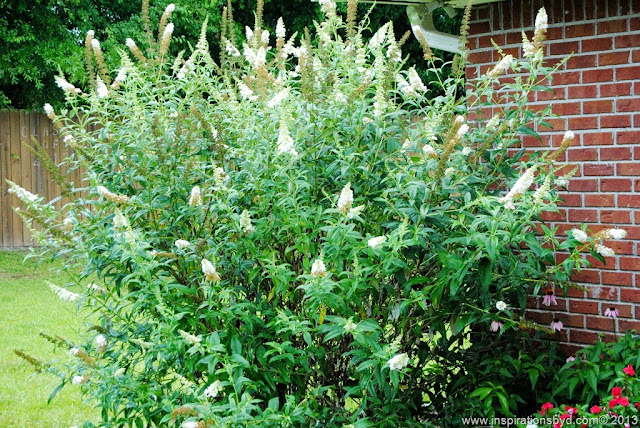 butterfly bush