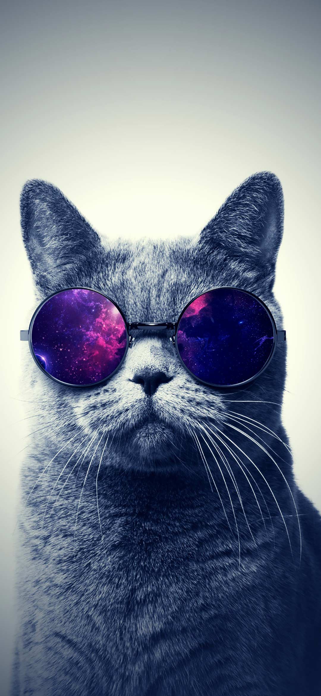 cat%2Bwearing%2Bglasses%2Bwallpaper
