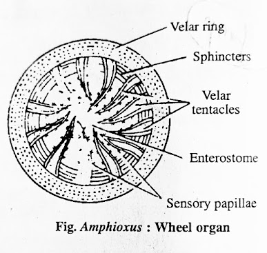 एम्फिऑक्सस व्हील ऑर्गन (Amphioxus wheel organ)