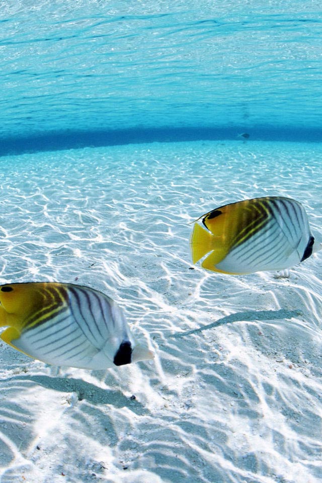 High Quality Under Water Fish Cell Phone Wallpapers for iPhone - Mobile