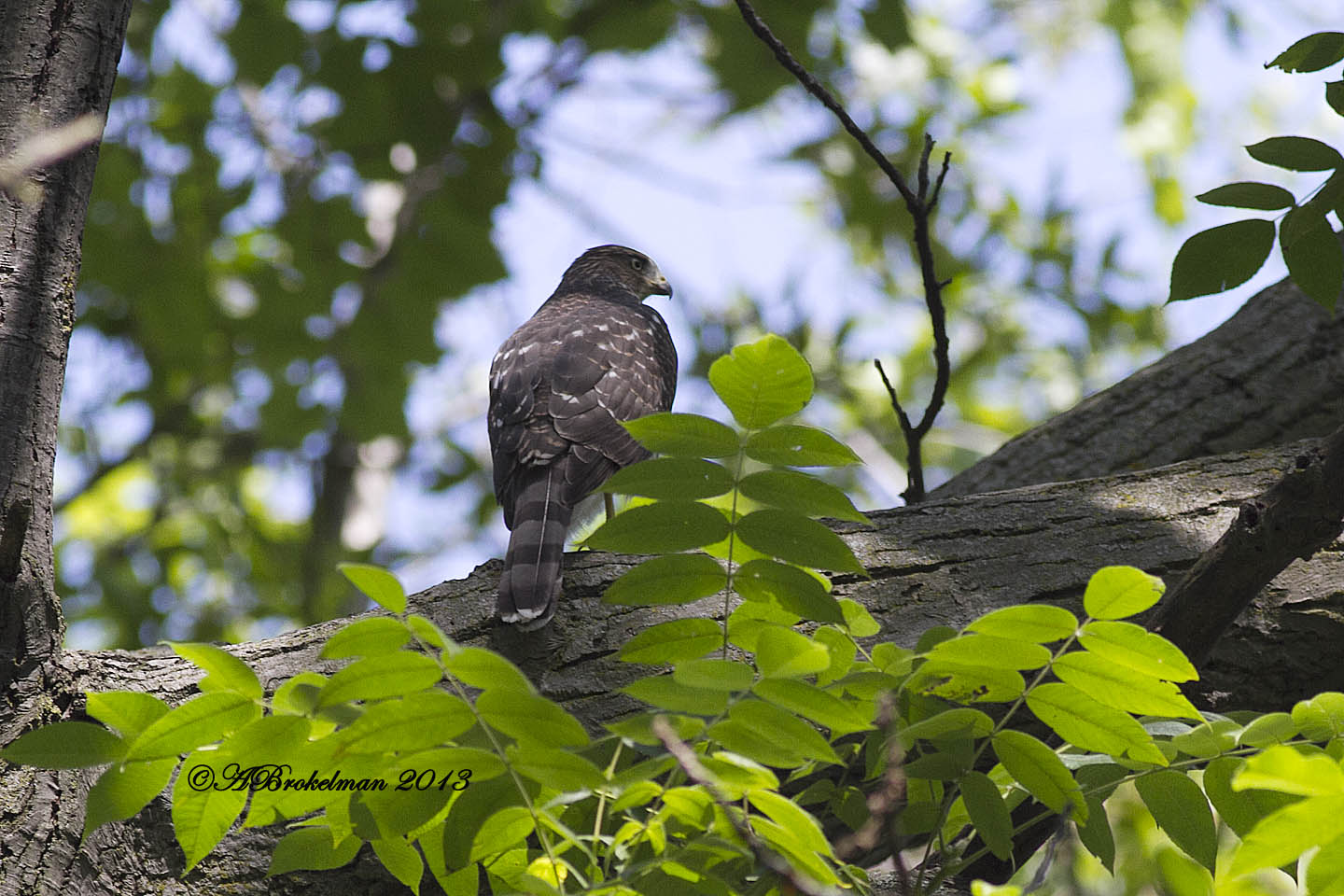 Cooper's Hawk Nest 2013