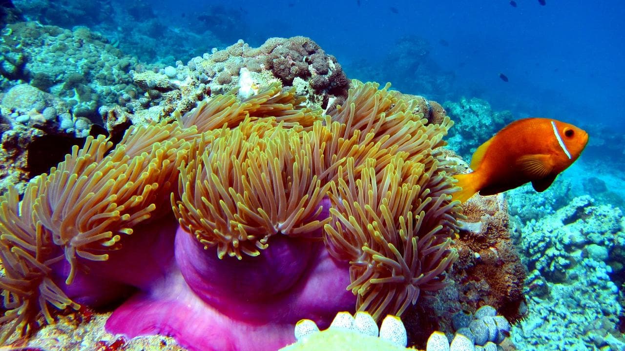 Подводный мир большого Барьерного рифа