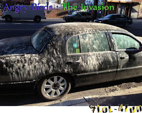 Angry birds funny photos