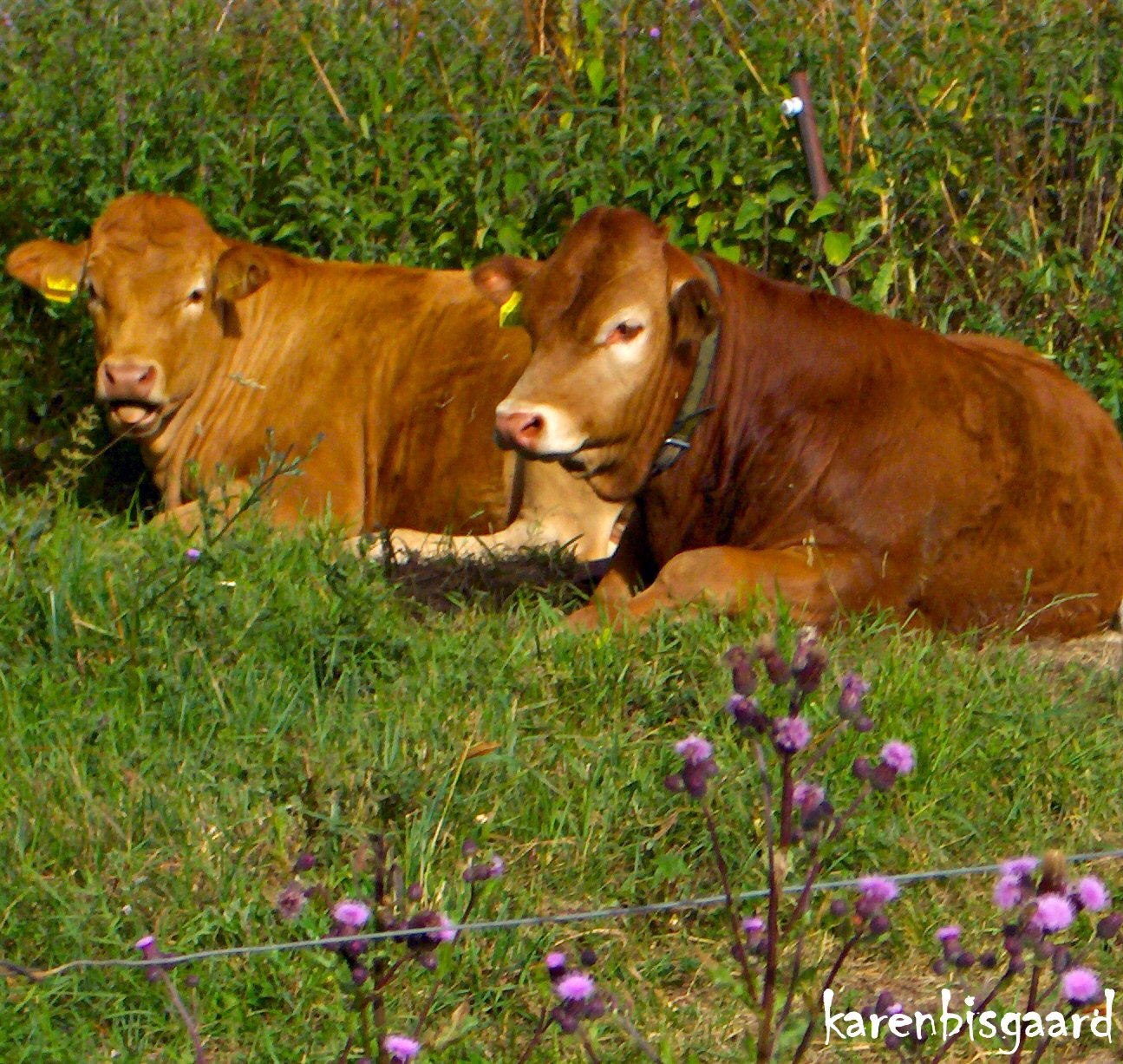 Karen`s Nature Photography Two Ruminating Cattle.