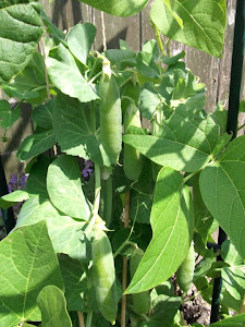 Peas..... I only grew a few...