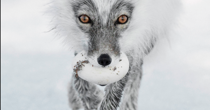 Varietats: Wildlife Photographer Of The Year 2017