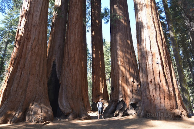 Sequoia National Park- caminando por el Bosque Gigante - Viaje con tienda de campaña por el Oeste Americano (1)