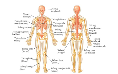 Gangguan/Penyakit pada Sistem Rangka