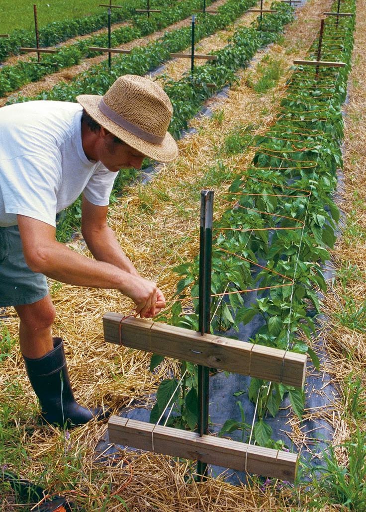 How To Support Bell Pepper Plants Flowers Gardens: How to grow bell peppers —two-level trellis to support
