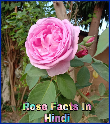 Rose Flower Facts In Hindi