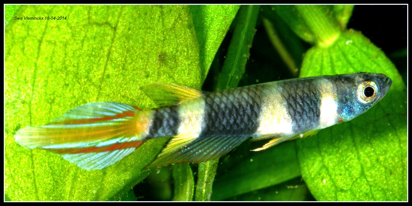 Studio Kwaak: Pseudepiplatys annulatus