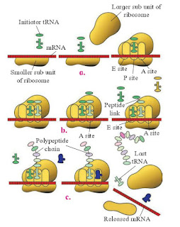 Molecular Basis of Inheritance Solutions Class 12 biology Maharashtra Board Molecular Basis of Inheritance Solutions Class 12 biology Maharashtra Board